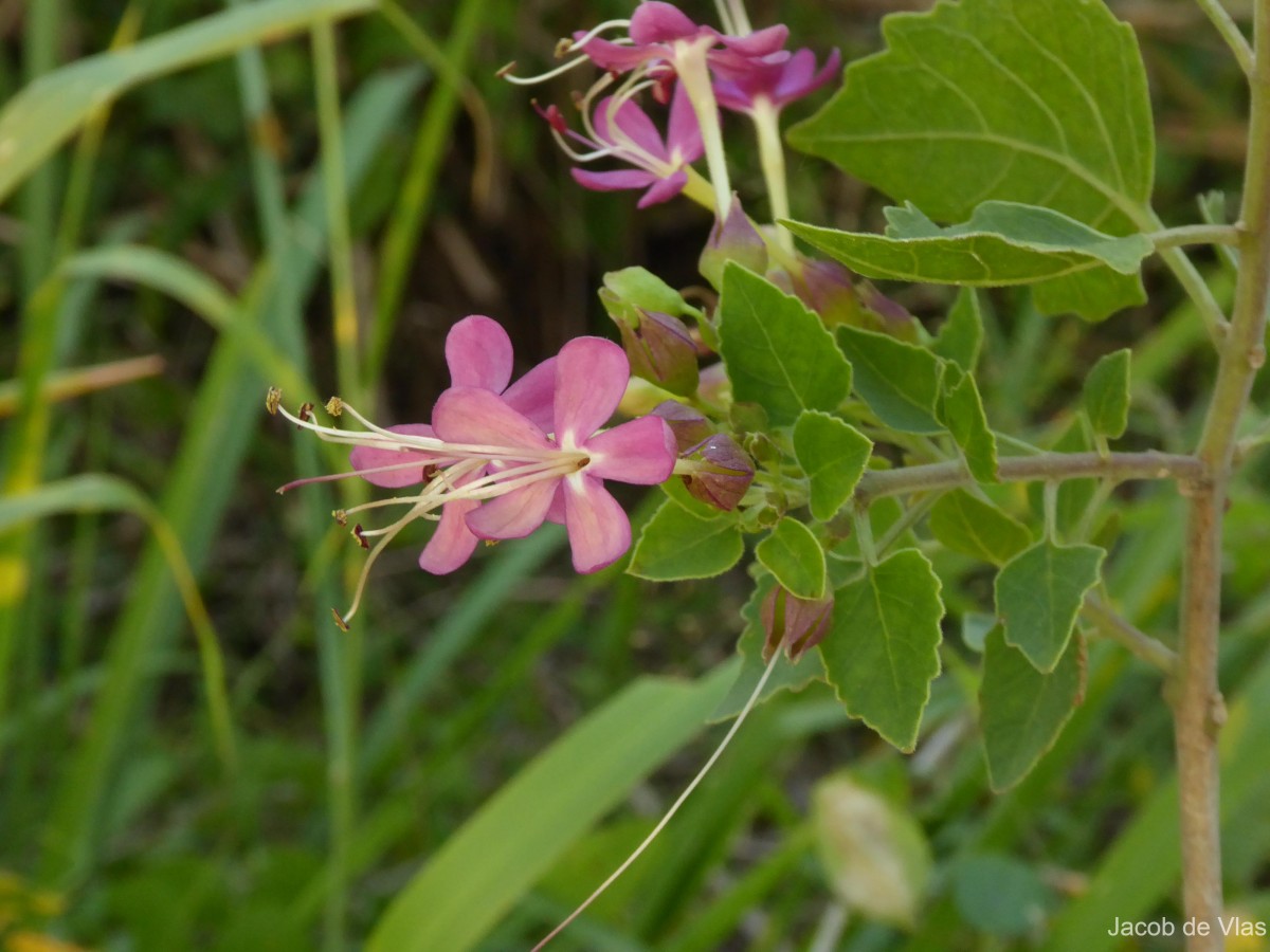 Clerodendrum phlomidis L.f.